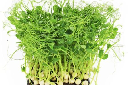 Bio Planet S.A. Mikroliście Groszku Czepnego W Doniczce Bio (Polska) (1 Szt.)